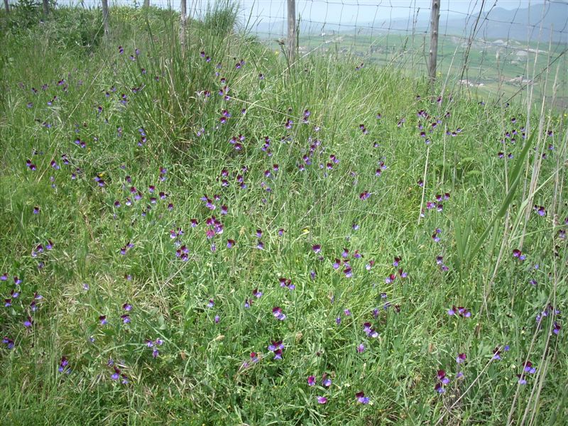 Lathyrus odoratus / Pisello odoroso